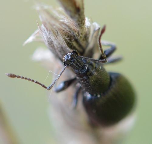 Otiorhynchus meridionalis